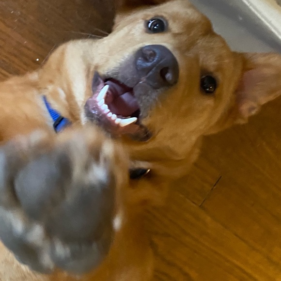 Meet your Posher, Davis - Picture 4 of 8